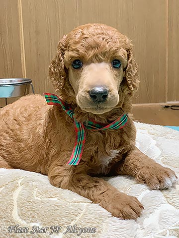 �u���[�_�[�@���Ɂ@��B